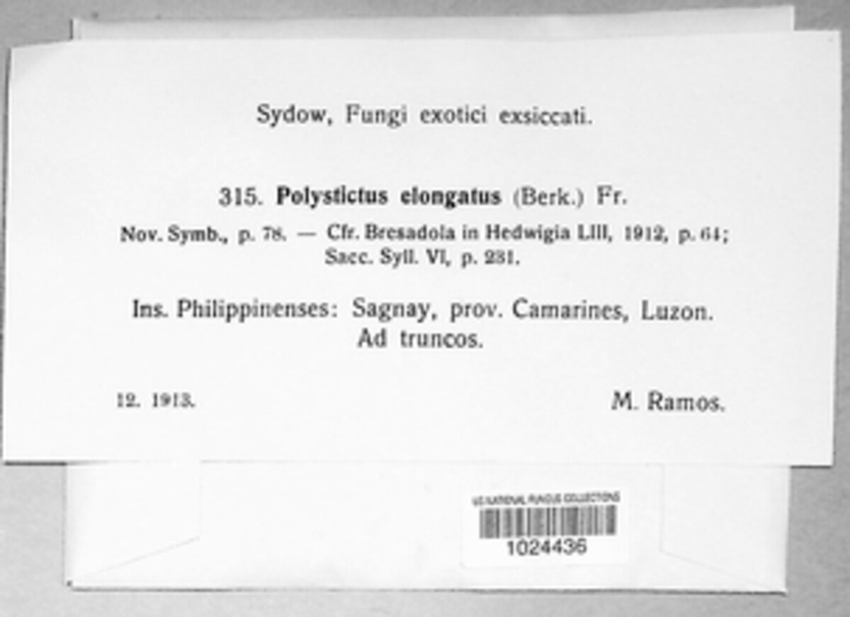Polystictus elongatus image